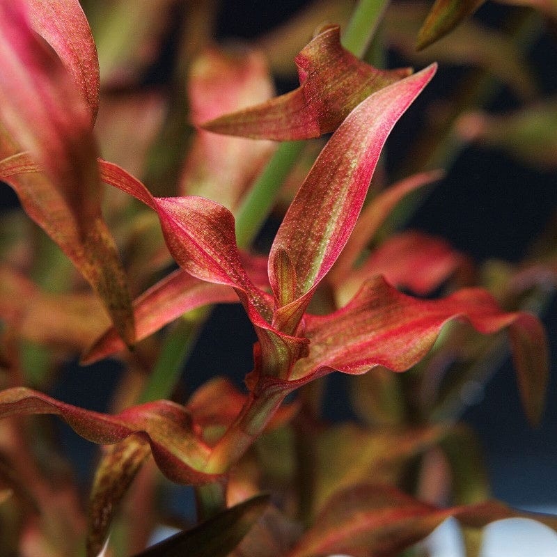 Murdannia Engelsii