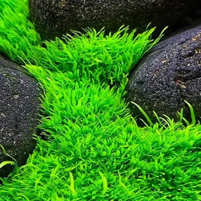 P013 Utricularia Graminifolia