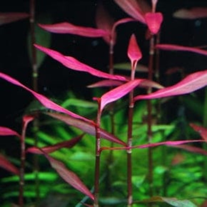 Persicaria Sp. Sao Paulo - Emersed