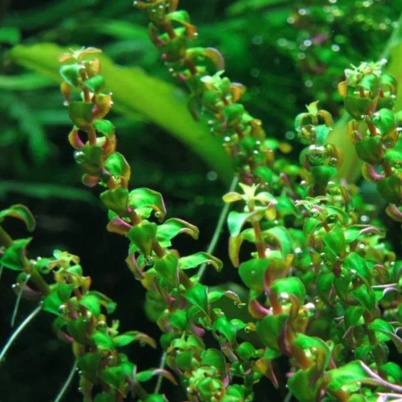 Rotala Macranda Pearl Type 1