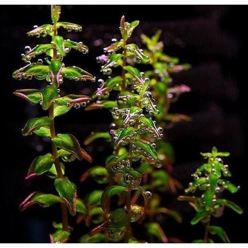Rotala Macranda Pearl Type 2