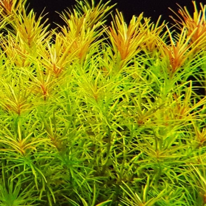 Rotala Nanjanshen