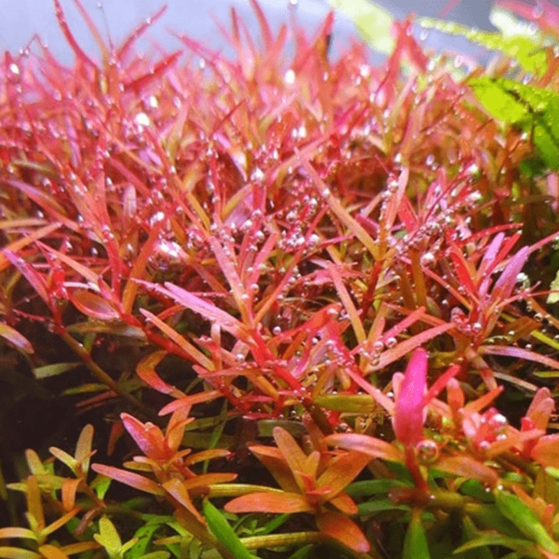 Rotala Sp. Colorata