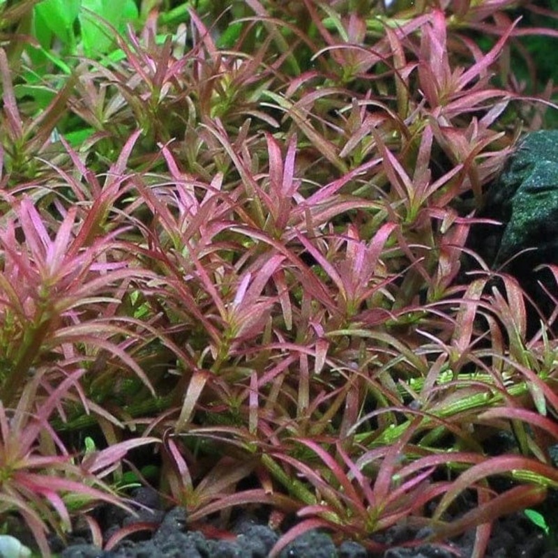 Rotala Sp. Goias
