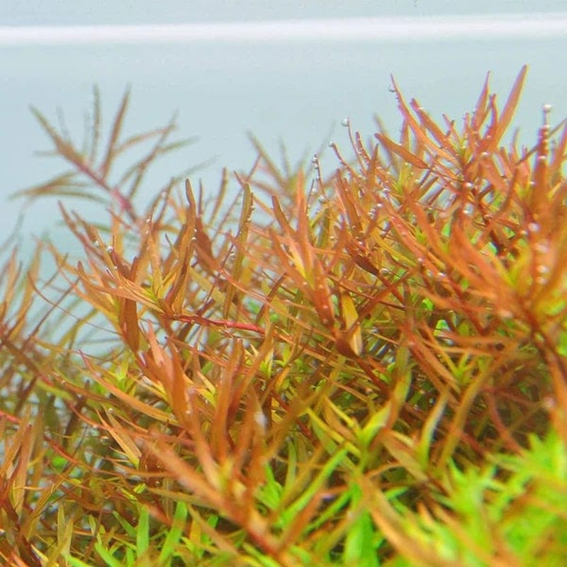 Rotala Sp. Hra
