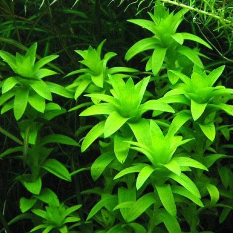 Tonina Fluviatilis