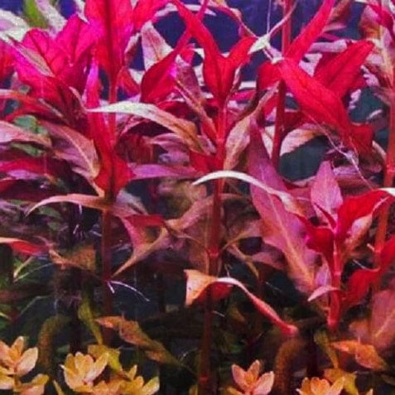 Alternanthera Reineckii