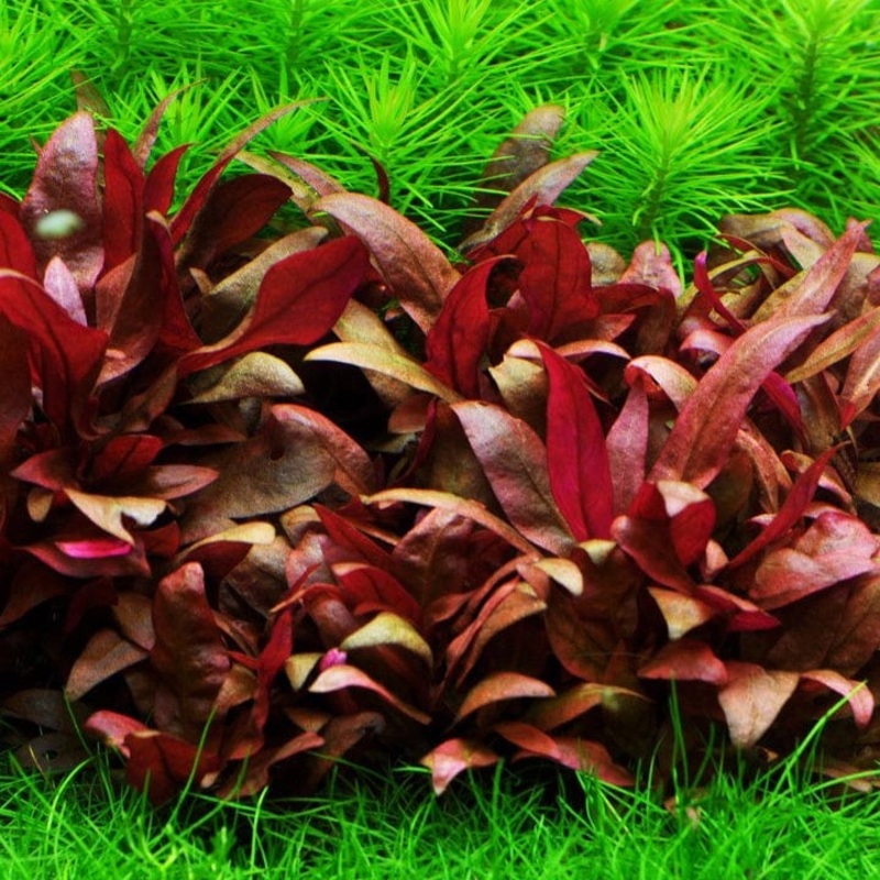 Althernanthera Reineckii Mini