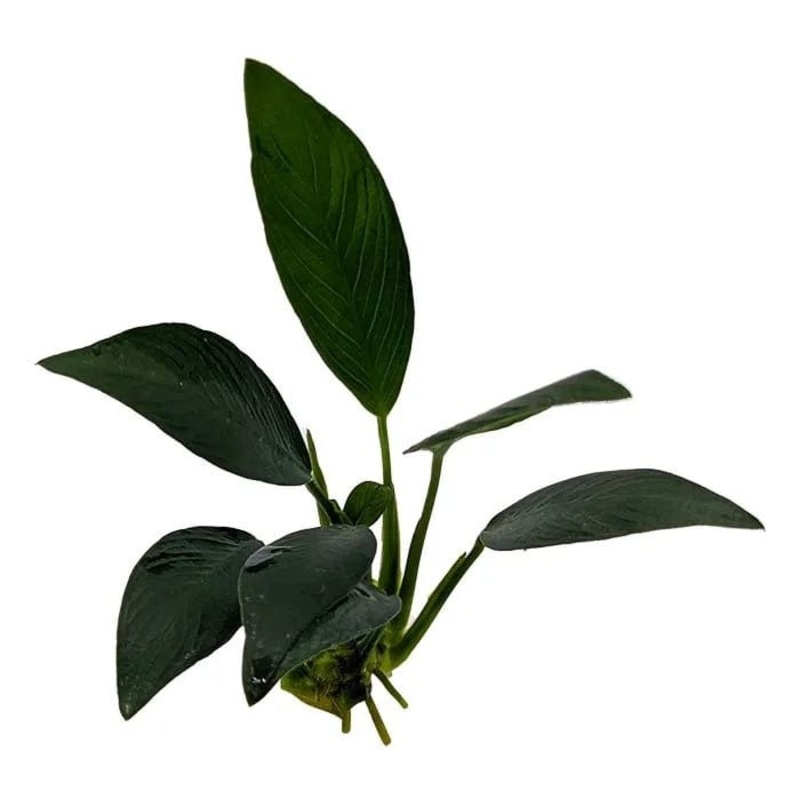 Anubias Afzelli Old (10-20cm)