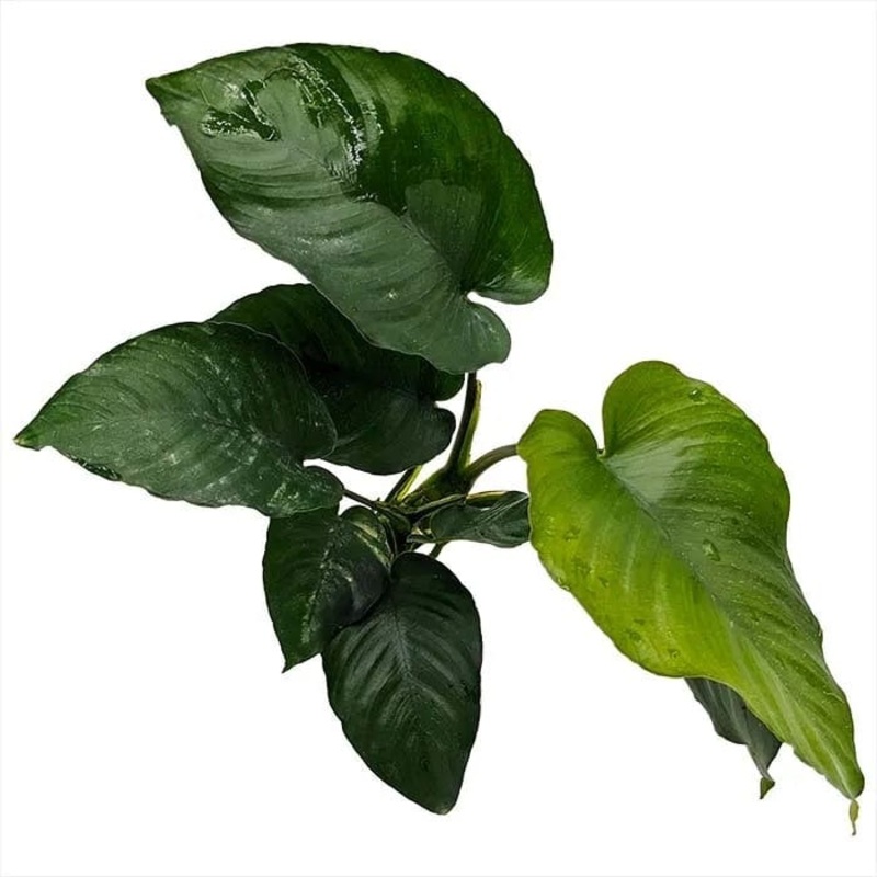 Anubias Barteri New (10-20cm)