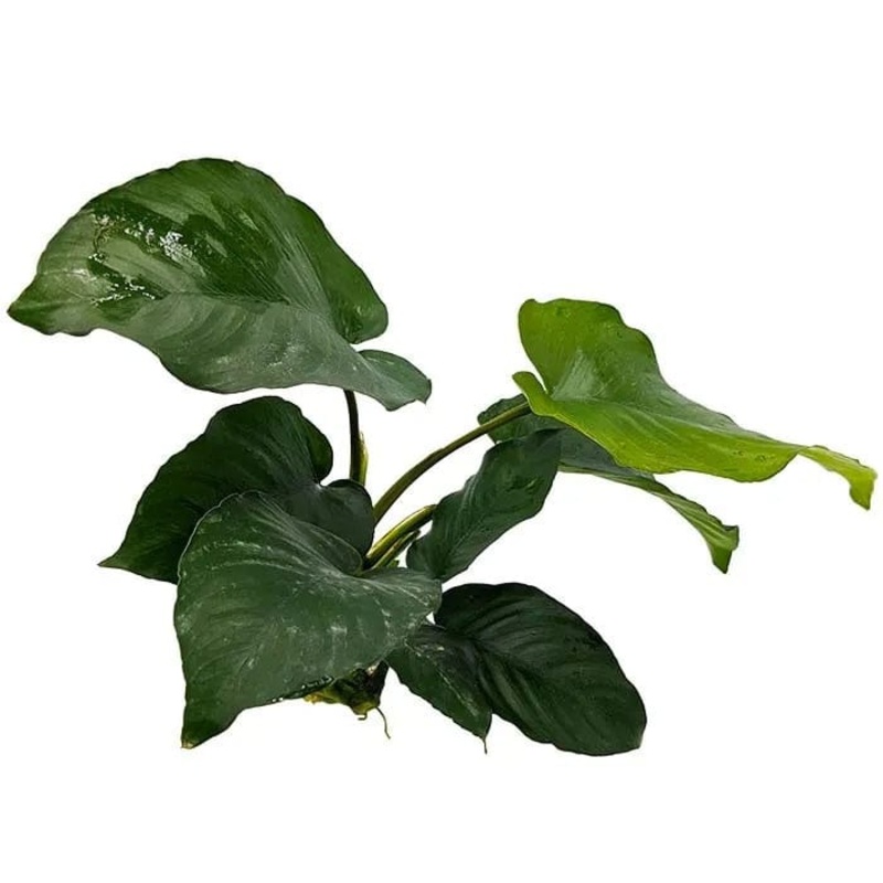 Anubias Barteri Old (10-20cm)