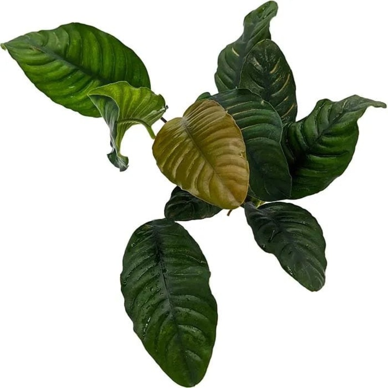 Anubias Coffeefolia (10-20cm)