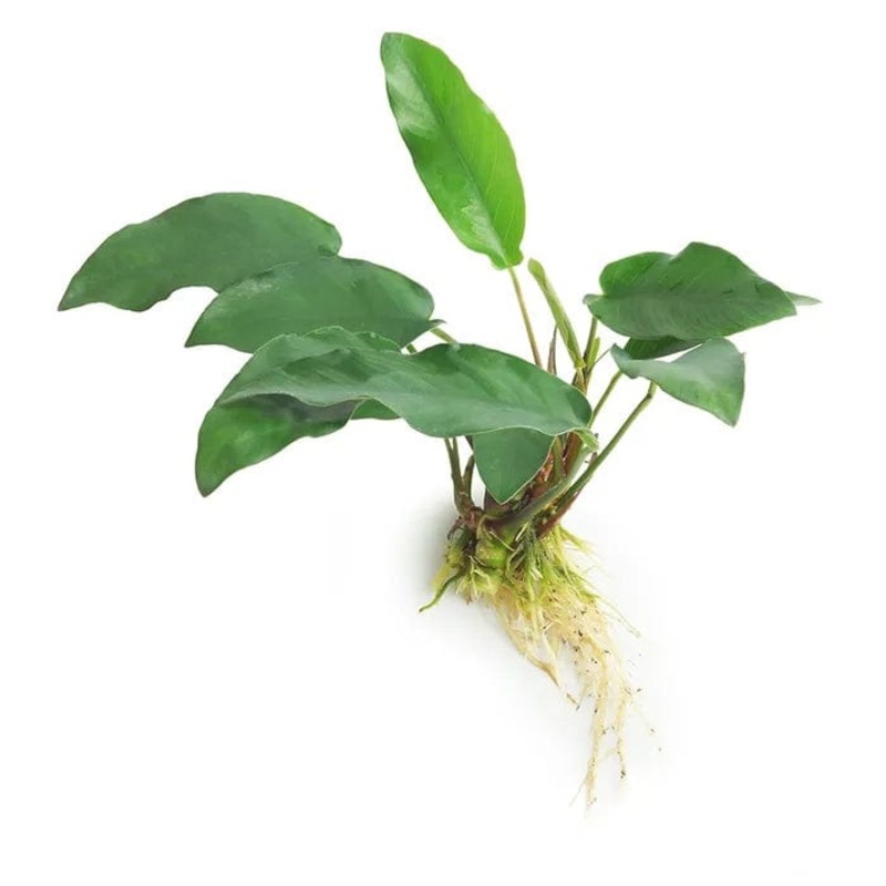 Anubias Emerald Heart (10-20cm)