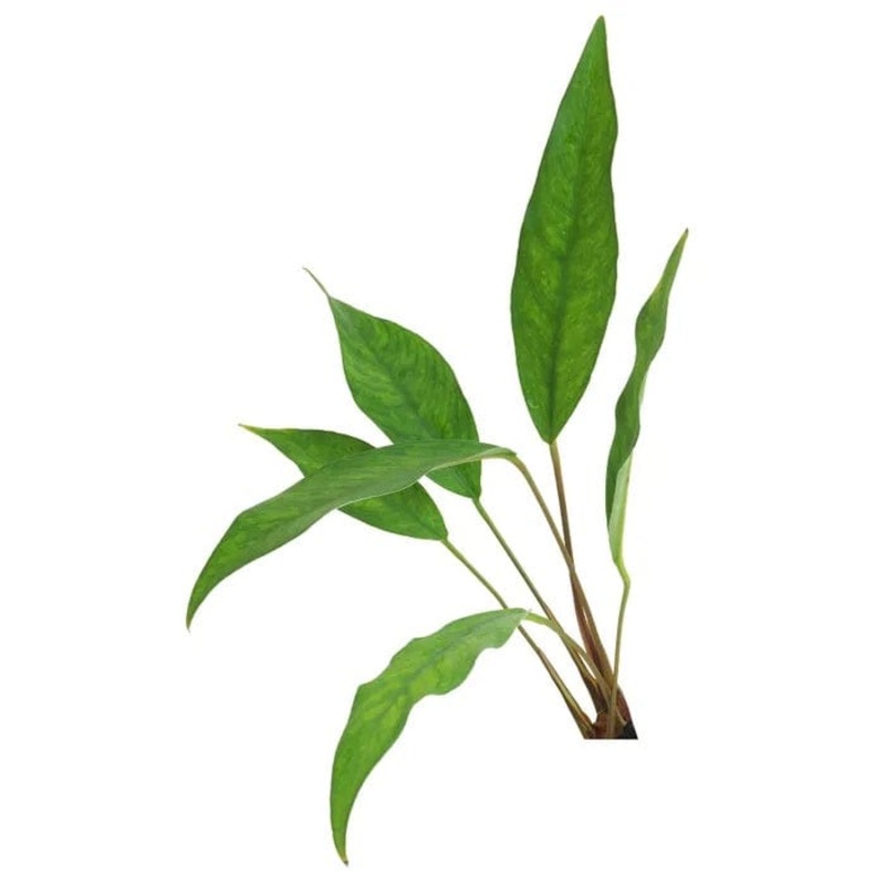 Anubias Hybrid (10-20cm)