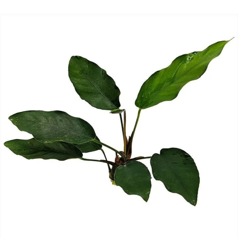 Anubias Hybrid Broad (20-30cm)