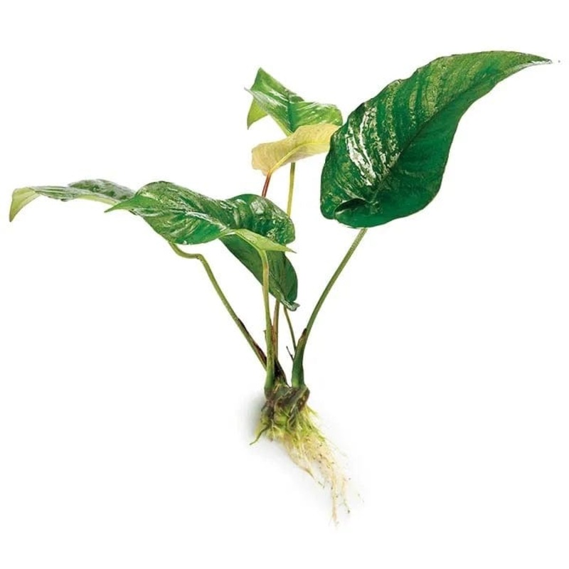 Anubias Hybrid Curly Heart (10-20cm)