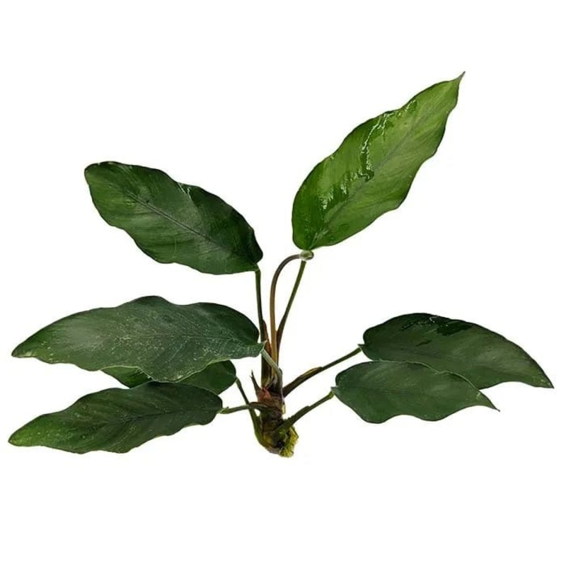 Anubias Isabelle (10-20cm)