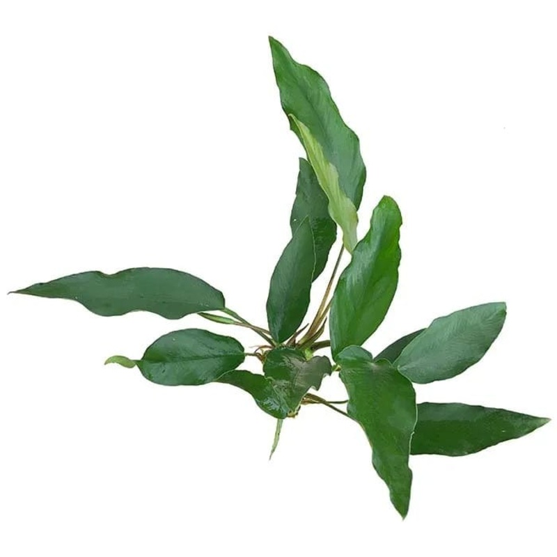 Anubias Lisa (10-20cm)