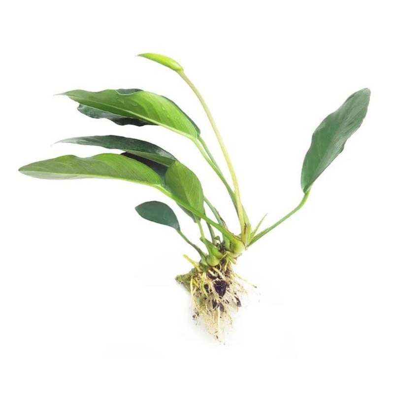 Anubias Lucy (10-20cm)