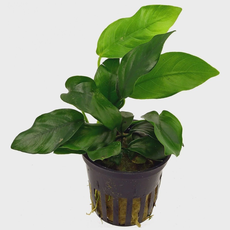 Anubias Nana (5-10cm)