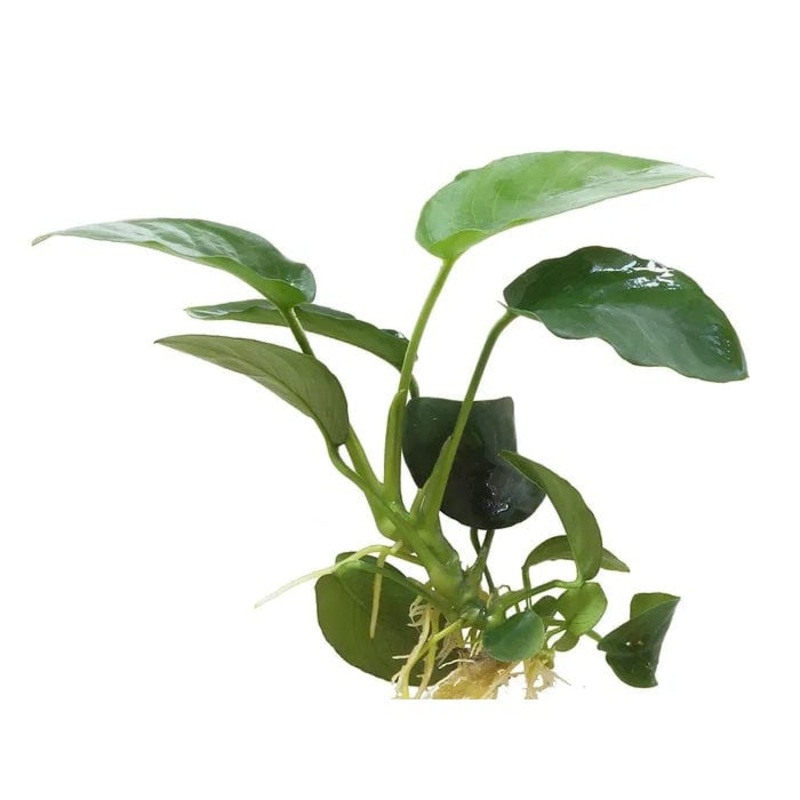 Anubias Paco (10-20cm)