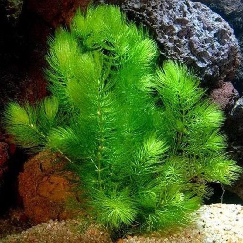 Ceratophyllum Demersum (Foxtail / Hornwort)