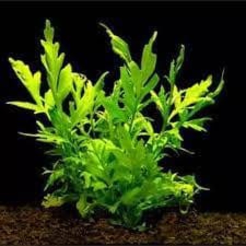 Ceratopteris Cornuta (Water Sprite Coarse)