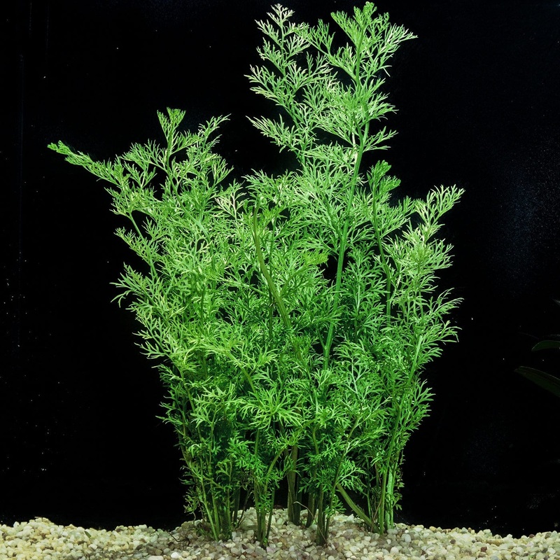 Ceratopteris Thalictroides (Water Sprite Fine)