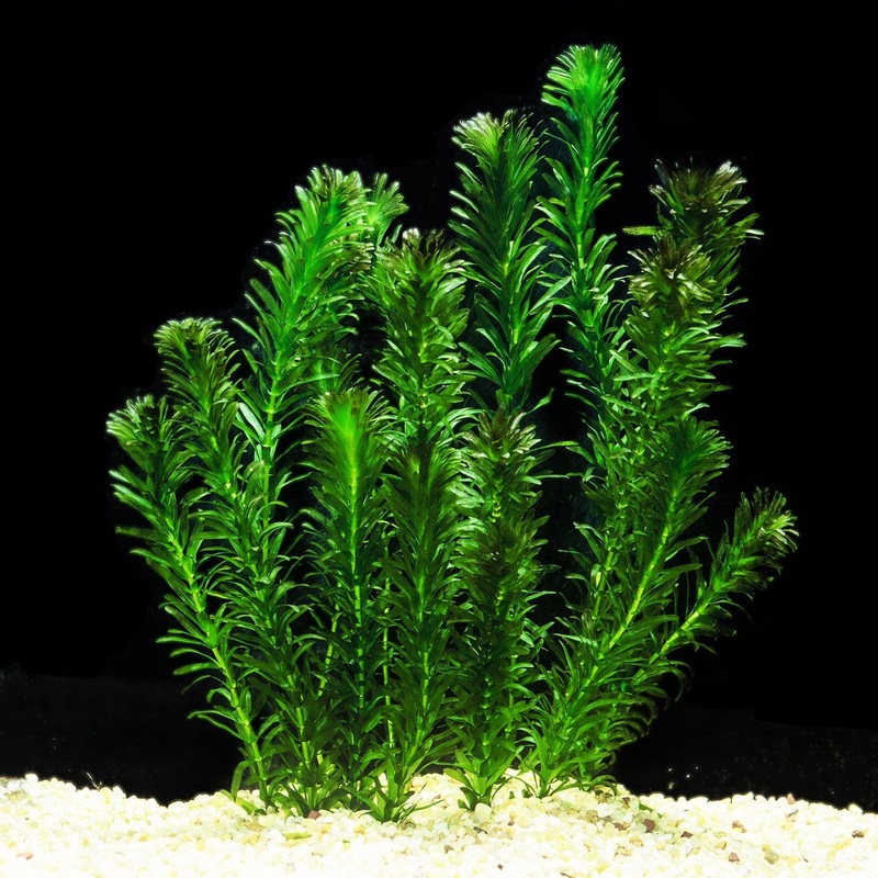 Egeria Densa (Hydrilla / Native Elodea)