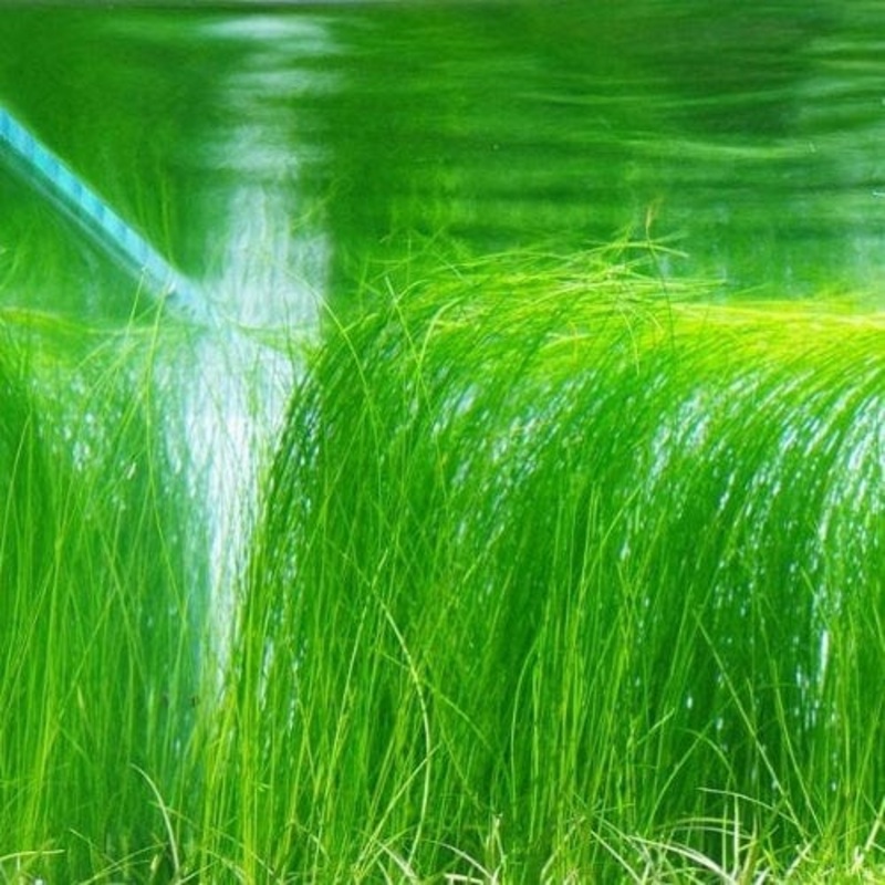 Eleocharis Vivipara (Umbrella Hair Grass)