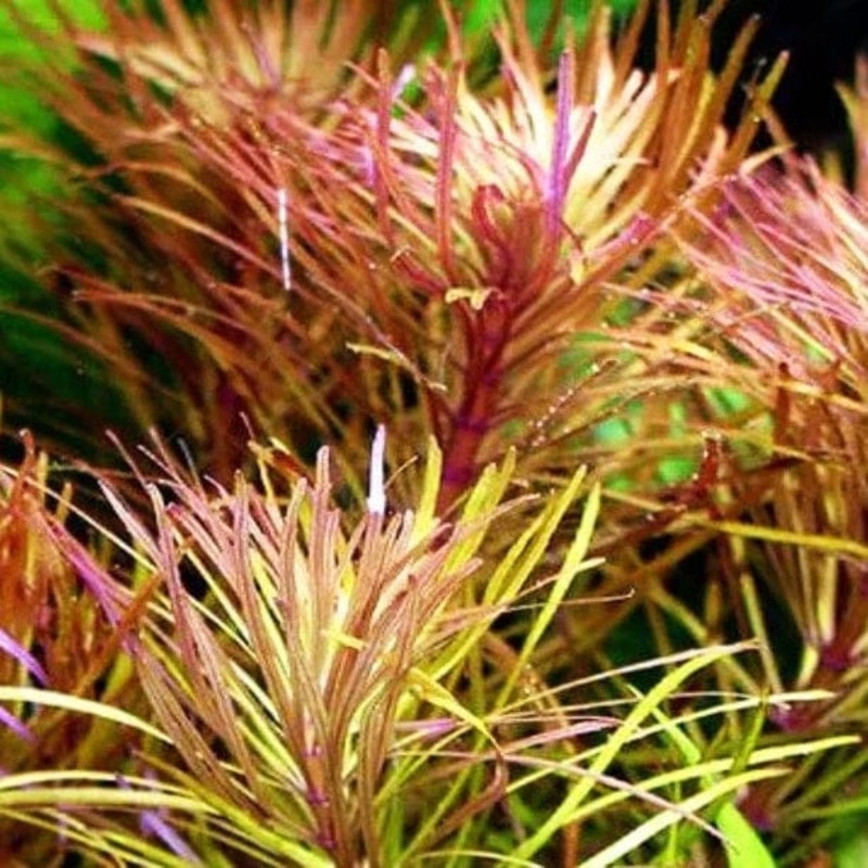 Eustralis Stellata / Pogostemon Stellatus Narrow