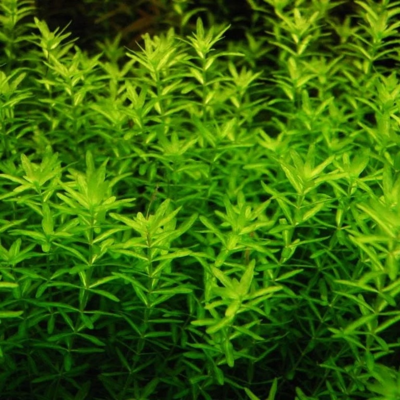 Hemianthus Micranthemoides HM (Pearl Weed)