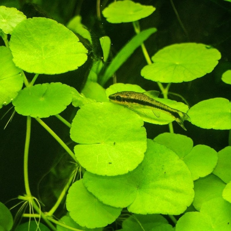 Hydrocotyle Leucocephala Giant Cardamine