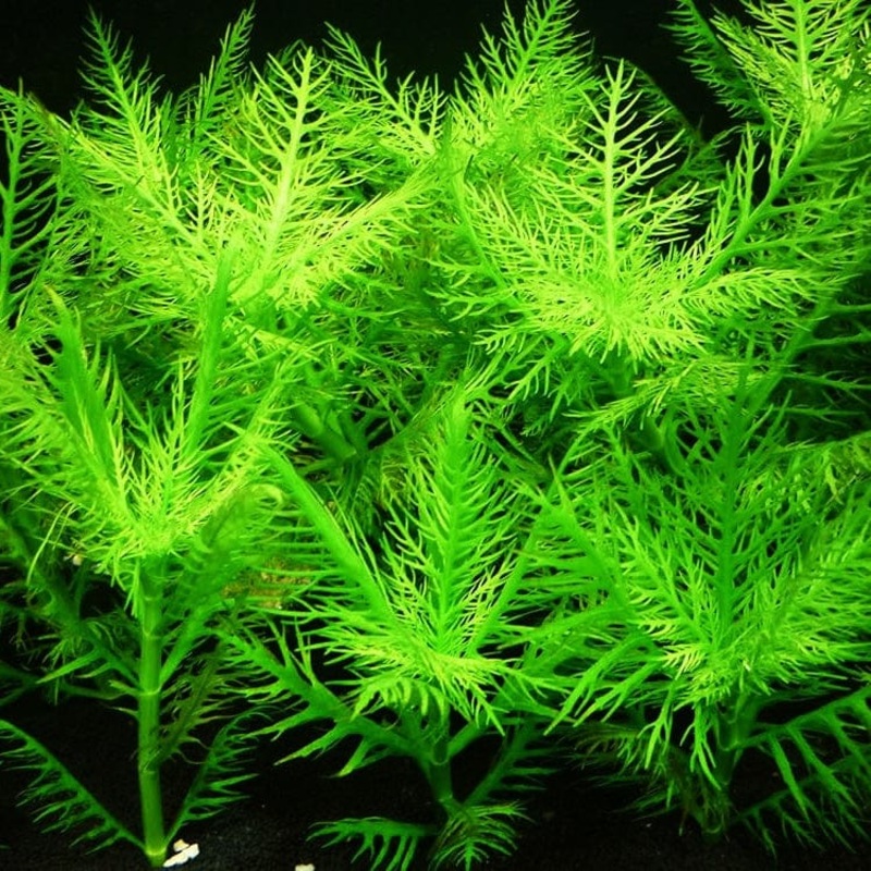 Hygrophila Balsamica (Emersed Form)