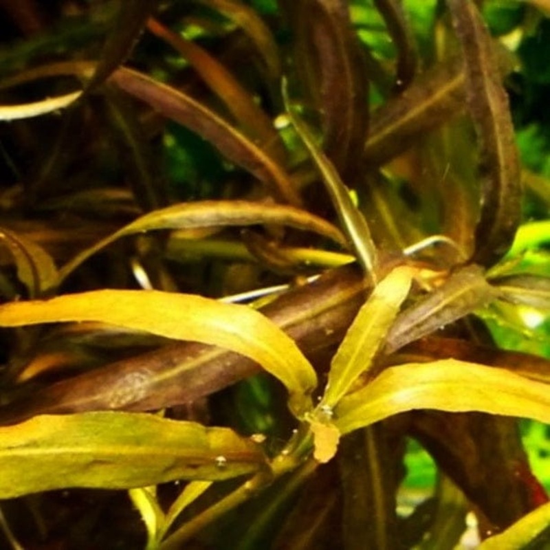 Hygrophila Ceylon