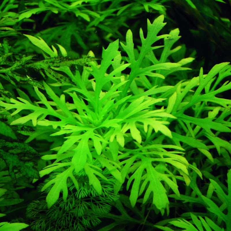 Hygrophila Difformis (Wisteria)