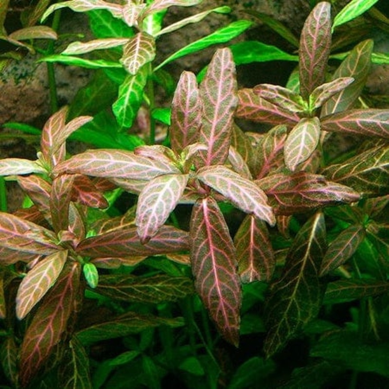 Hygrophila Rosanervig (Pink Polysperma)