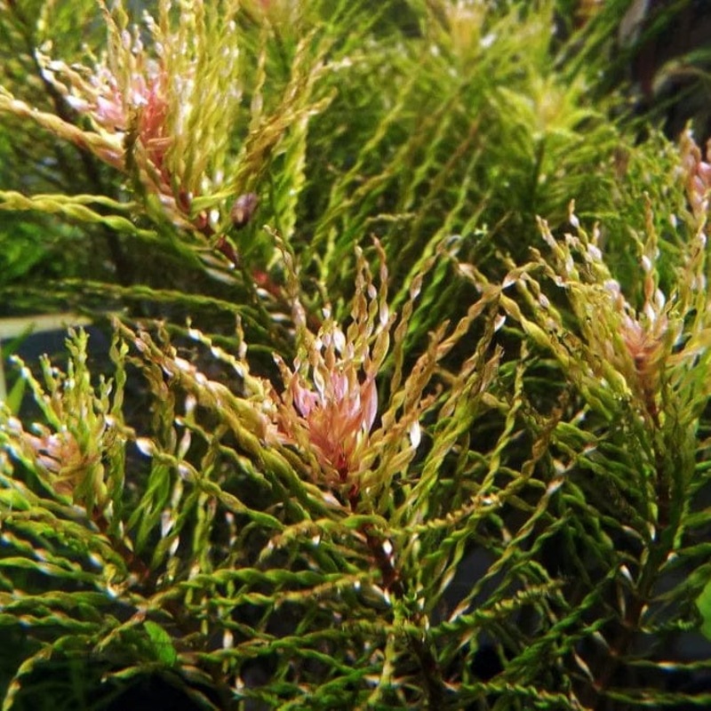 Ludwigia Tornado
