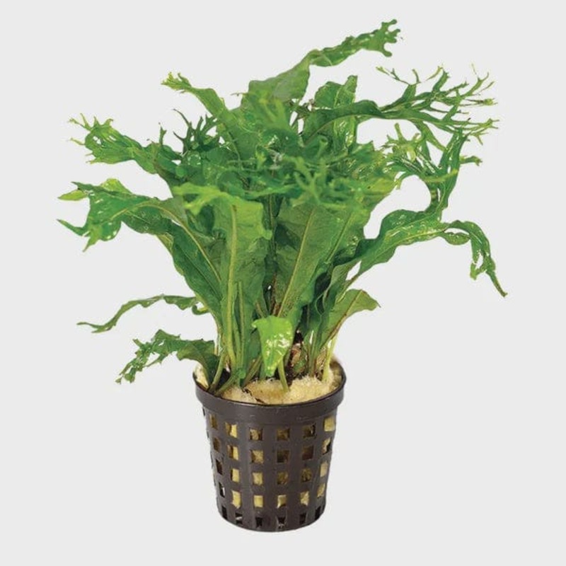 Microsorum Pteropus (Micro Crested)