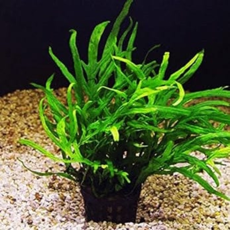 Microsorum Pteropus (Trident Fern)