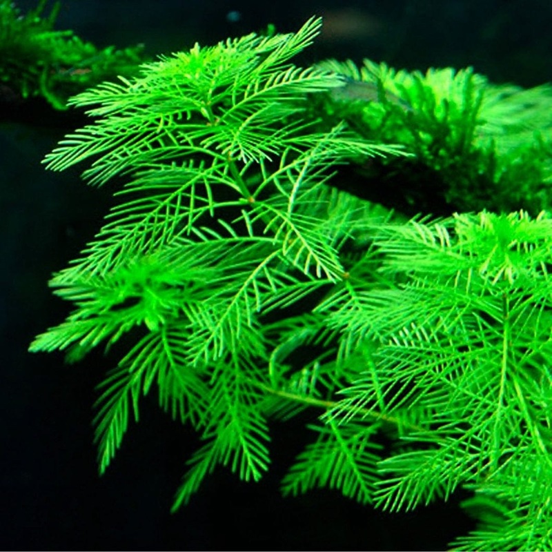 Myriophyllum Mattogrossense