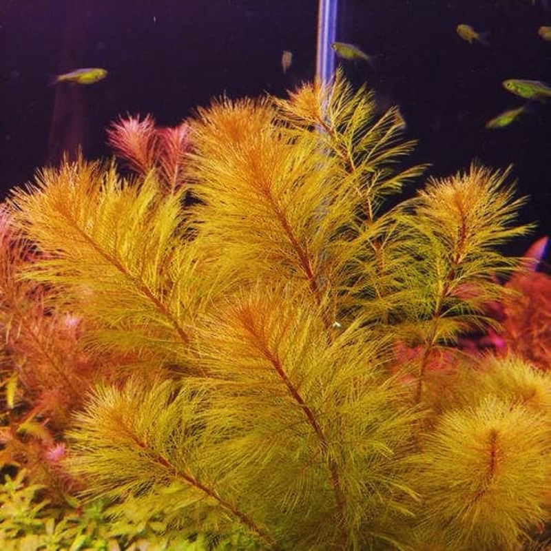 Myriophyllum papillosum (Red Milfoil)
