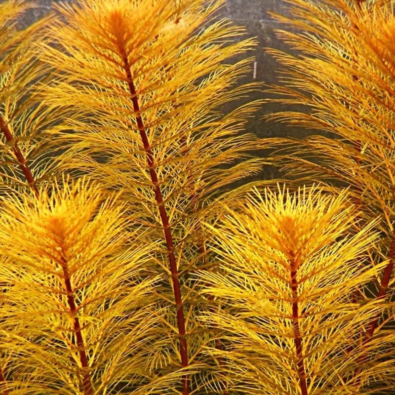 Myriophyllum Sp. Roraimi Bronze Milfoil