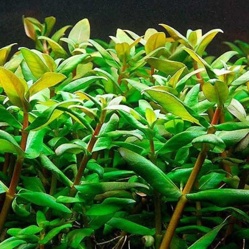 Nesaea Triflora