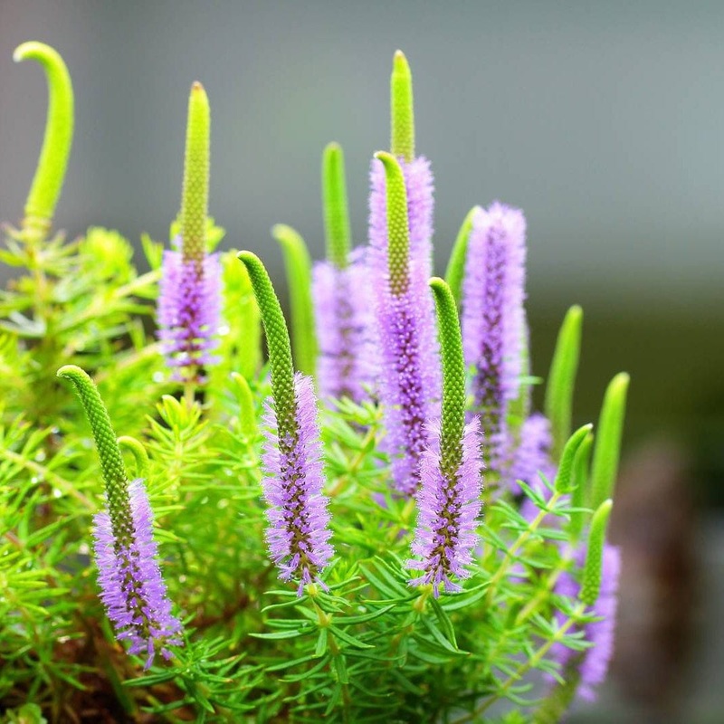 Pogostemon Erectus (Tissue Culture)