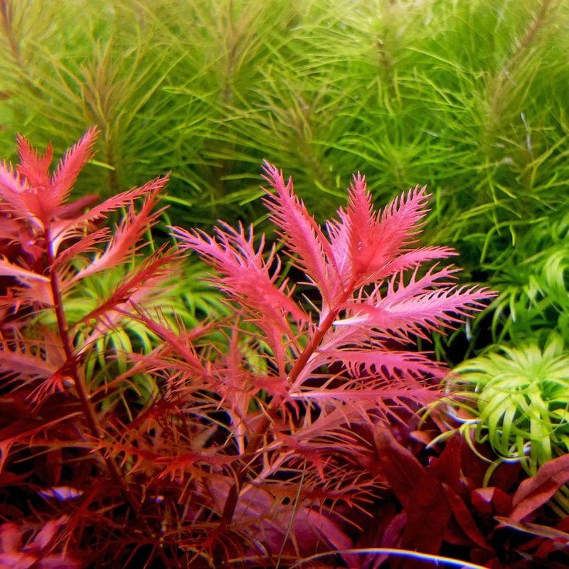 Proserpinaca Palustris (Mermaid Weed) - Emersed