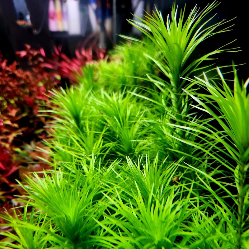 Syngonanthus Manaus