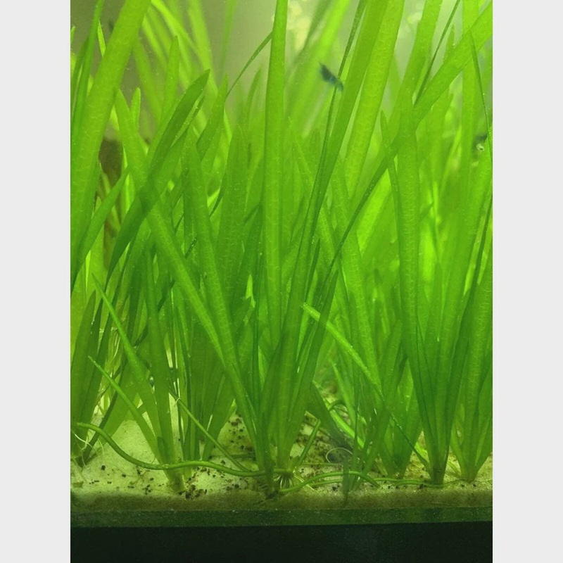 Vallisneria Medium