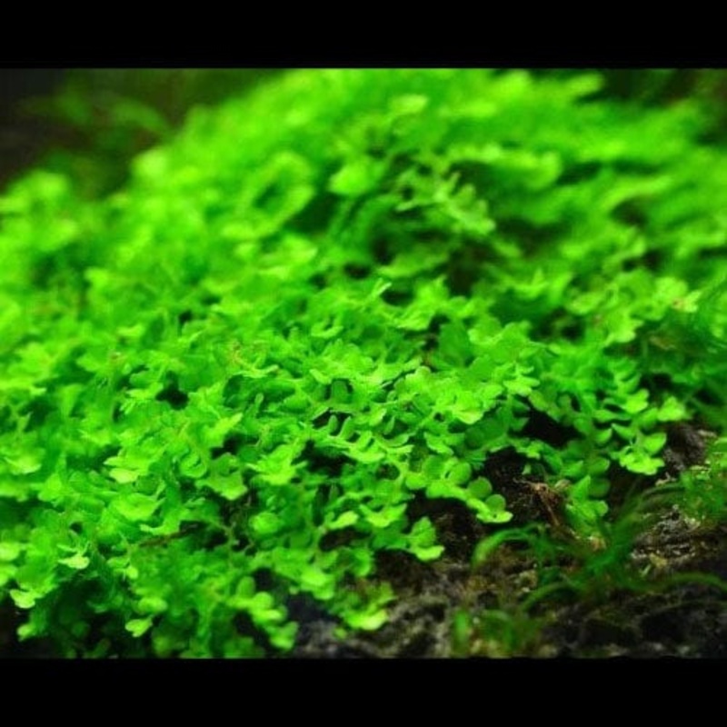 Buce Moss - Solenostoma Tetragonum (5x5cm)