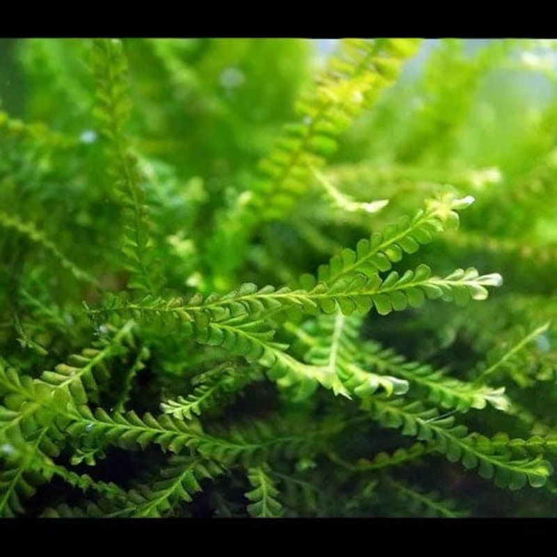 Cameroon Moss - Plagiochilaceae (5x5cm)